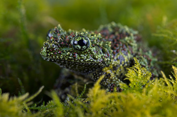 Vietnamese Mossy Frog (Theloderma Corticale)/Vietnamese Mossy Frog deep in thick vibrant green moss