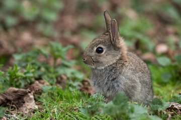 Naklejka premium Wild Common Rabbit (Oryctolagus Cuniculus)/Wild baby rabbit in long grass at the edge of a forest