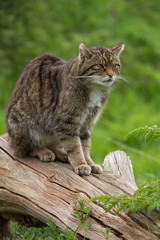 Scottish Wildcat (Felis Silvestris Grampia)/Scottish Wildcat on large tree trunk