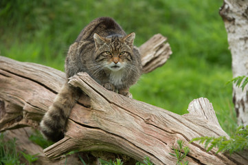 Scottish Wildcat (Felis Silvestris Grampia)/Scottish Wildcat on large tree trunk © davemhuntphoto