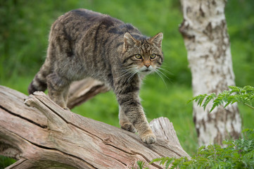 Naklejka premium Scottish Wildcat (Felis Silvestris Grampia) / Scottish Wildcat na dużym pniu drzewa