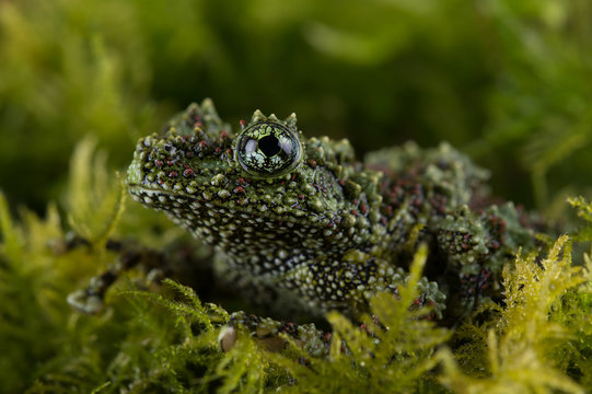 Vietnamese Mossy Frog (Theloderma Corticale)/Vietnamese Mossy Frog deep in thick vibrant green moss