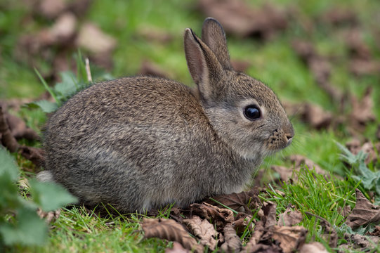 Wild Common Rabbit (Oryctolagus Cuniculus)/Wild baby rabbit in long grass at the edge of a forest