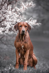 adorable rhodesian ridgeback dog outdoors