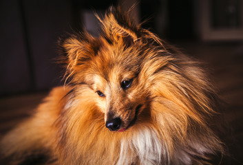 shetland sheepdog lies on woody ground