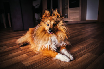 Shetland Sheepdog schaut in die Kamera
