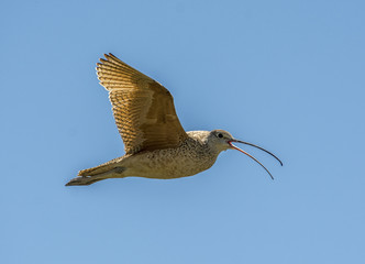 Long-billed Curlew