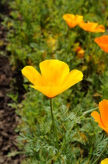 Fototapeta premium Orange California poppy flower (Eschscholzia californica)