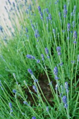 Fragrant blue stems of lavender (lavendula angustifolia)