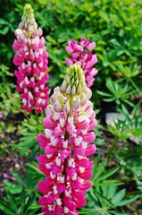 Pink spikes of lupine flowers