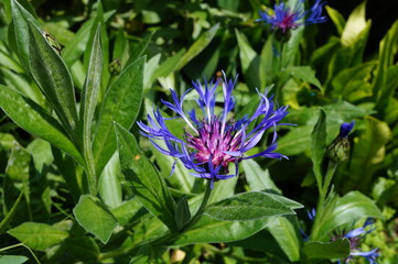 Blue flowers of mountain bluets (Centaurea Montana)