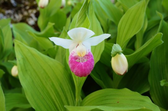 Pink and white lady slipper orchid flower (Cypripedium reginae)