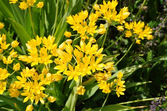 Fototapeta Yellow flowers of Allium Moly