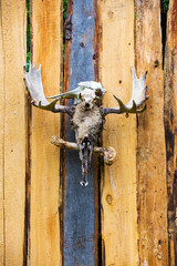 Moose Skulls on Plank Fence