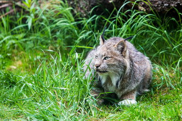 Canadian Lynx in Low Grass