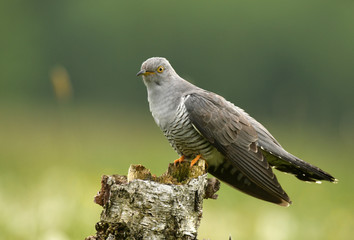 Common cuckoo (Cuculus canorus)