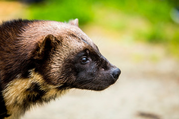 Wolverine Profile Close Up