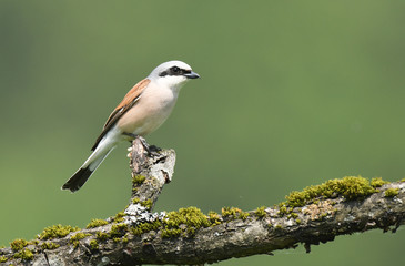 Red-backed Shrike Lanius collurio