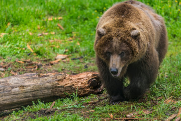 Obraz na płótnie Canvas Female Grizzly Bear Near Chewed Up Log