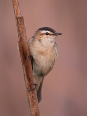 Sedge Warbler (Acrocephalus schoenobaenus)