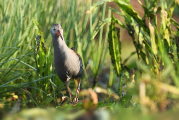Water rail (Rallus aquaticus)