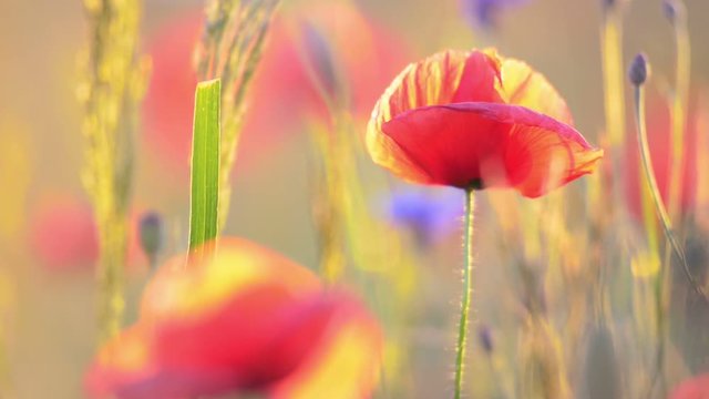 Poppy flowers at sunset, close-up, blurred background