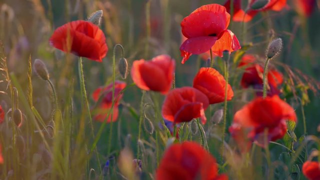 Poppy flowers at sunset, close-up, blurred background