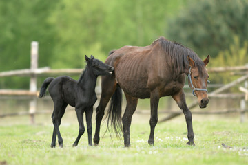 Naklejka premium horse