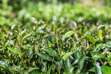 fresh oolong tea leaves on tree in plantation. 