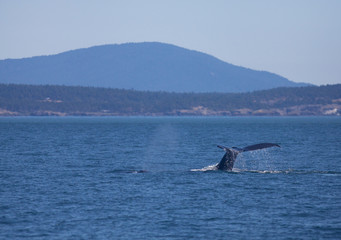 Whales in the Puget Sound near Port Angeles Washington