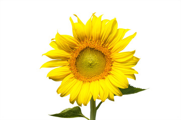 sunflower blooming on white background