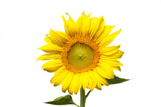 sunflower blooming on white background
