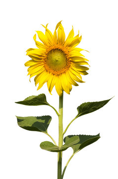 sunflower blooming isolate on white background