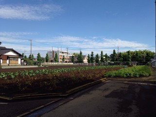 vegitable garden in suburb town