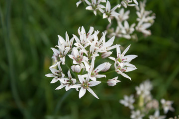 Duft-Lauch (Allium ramosum)