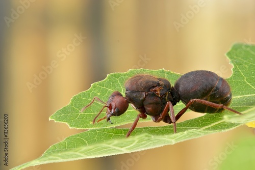 муравей листок загрузить