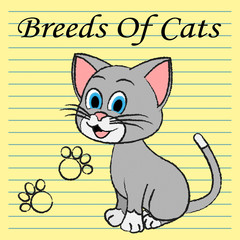Breeds Of Cats Indicates Pets Puss And Pedigree