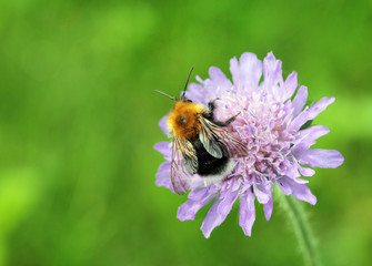 Bumblebee on Field Scabious
