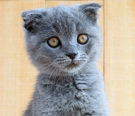 Kitten Scottish breed with cropped ears. Watch carefully.