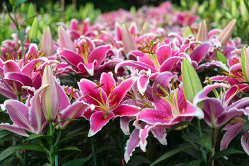 Pink lily flower in the  garden