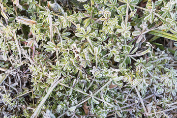 Frozen leaves background