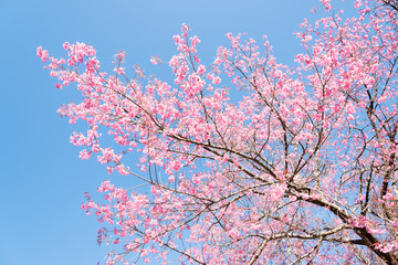 A branch of cherry blossoms