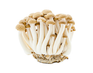 brown beech mushroom.