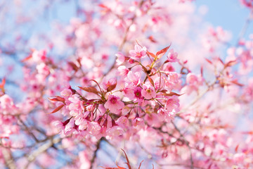 Beautiful cherry blossom : Closed up