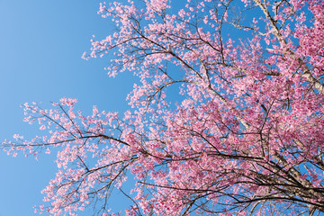 A branch of cherry blossoms