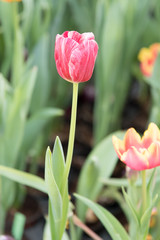 Beautiful bouquet of tulips : selective focus