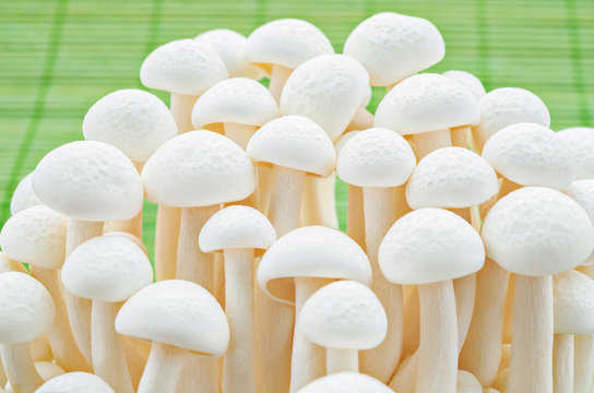 White beech mushrooms, Shimeji mushroom, Edible mushroom.