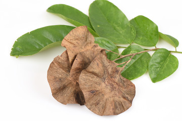 Burma Padauk, Narra, Angsana Norra, Malay Padauk, Burmese Rosewood, Andaman Redwood, Amboyna Wood, Indian rosewood, seeds. (Pterocarpus macrocarpus Kurz)