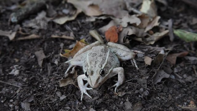 Leopard Frog