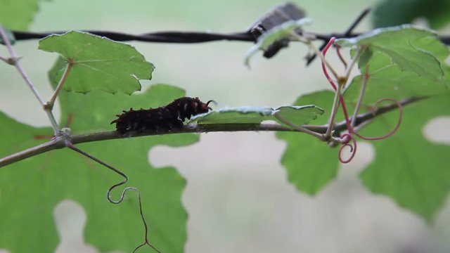 Black Pipevine Swallowtail Caterpillar.